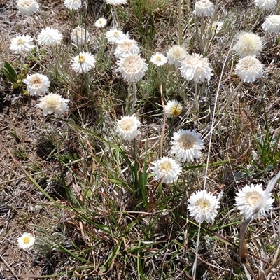 Leucochrysum albicans subsp. tricolor (Hoary Sunray) at Dry Plain, NSW - 22 Nov 2024 by mahargiani