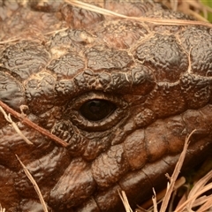 Tiliqua rugosa (Shingleback Lizard) at Forde, ACT - 23 Nov 2024 by NateKingsford