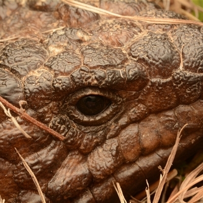 Tiliqua rugosa (Shingleback Lizard) at Forde, ACT - 23 Nov 2024 by NateKingsford