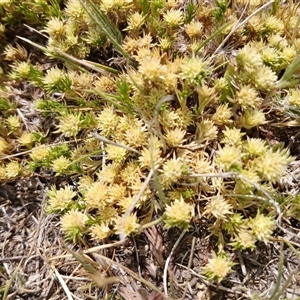 Scleranthus diander at Dry Plain, NSW - 23 Nov 2024