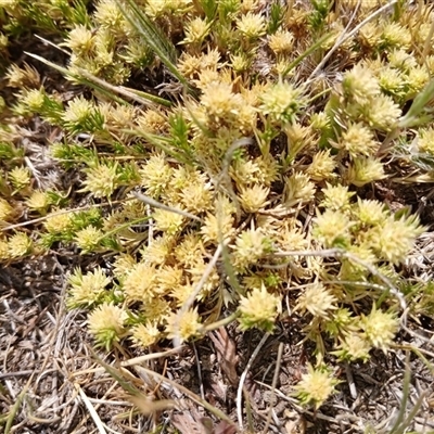 Scleranthus diander (Many-flowered Knawel) at Dry Plain, NSW - 23 Nov 2024 by mahargiani