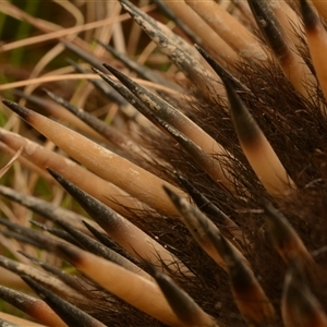 Tachyglossus aculeatus at Forde, ACT - 24 Nov 2024 08:05 AM