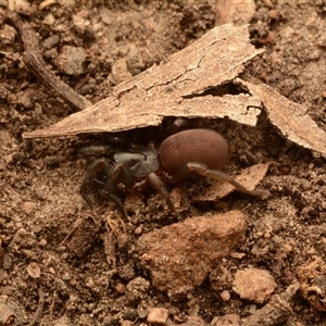 Stanwellia sp. (genus) at Aranda, ACT - 24 Nov 2024 10:53 AM