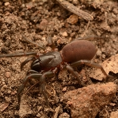 Stanwellia sp. (genus) at Aranda, ACT - 24 Nov 2024 10:53 AM