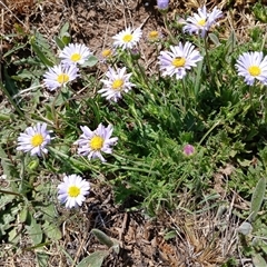 Calotis glandulosa (Mauve Burr-daisy) at Dry Plain, NSW - 23 Nov 2024 by mahargiani