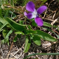 Viola betonicifolia (Mountain Violet) at Dry Plain, NSW - 23 Nov 2024 by mahargiani