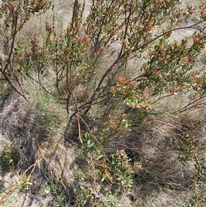 Daviesia mimosoides subsp. acris at Dry Plain, NSW - 23 Nov 2024