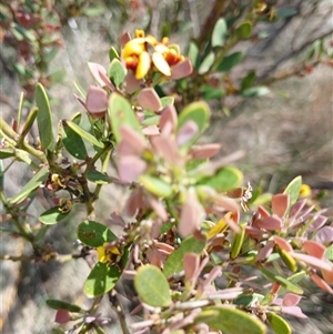 Daviesia mimosoides subsp. acris at Dry Plain, NSW - 23 Nov 2024 11:21 AM