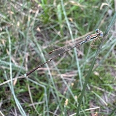 Austrolestes analis (Slender Ringtail) at Hackett, ACT - 23 Nov 2024 by Pirom