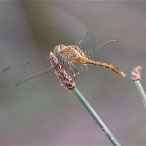 Diplacodes bipunctata at Hackett, ACT - 23 Nov 2024