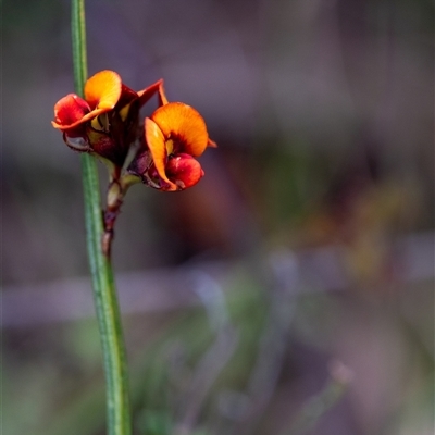 Daviesia alata at Penrose, NSW - 23 Nov 2024 by Aussiegall