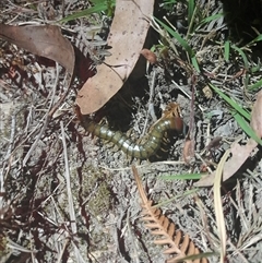 Cormocephalus aurantiipes (Orange-legged Centipede) at Uriarra, NSW - 23 Nov 2024 by VanceLawrence