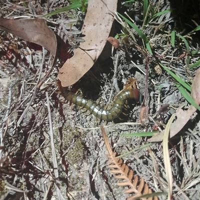 Cormocephalus aurantiipes (Orange-legged Centipede) at Uriarra, NSW - 23 Nov 2024 by VanceLawrence