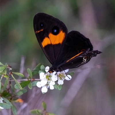 Tisiphone abeona at Penrose, NSW - 23 Nov 2024 by Aussiegall