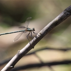 Austroargiolestes icteromelas (Common Flatwing) at Uriarra, NSW - 23 Nov 2024 by VanceLawrence