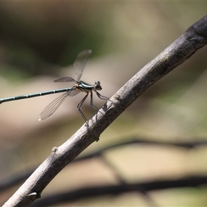 Austroargiolestes icteromelas (Common Flatwing) at Uriarra, NSW by VanceLawrence