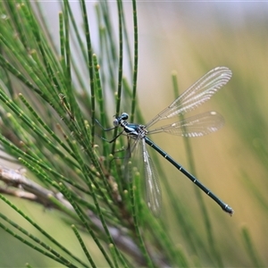 Austroargiolestes icteromelas at Uriarra, NSW - 23 Nov 2024