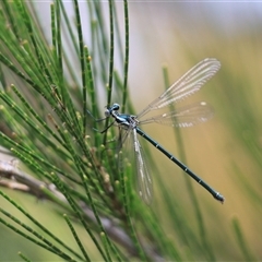 Austroargiolestes icteromelas at Uriarra, NSW - 23 Nov 2024