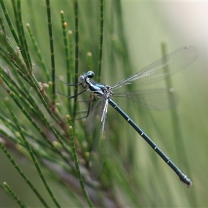 Austroargiolestes icteromelas at Uriarra, NSW - 23 Nov 2024