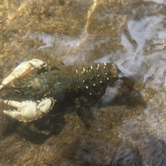 Euastacus armatus at Uriarra, NSW - suppressed