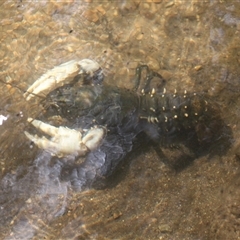 Euastacus armatus at Uriarra, NSW - suppressed
