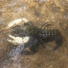 Euastacus armatus at Uriarra, NSW - suppressed