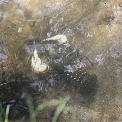 Euastacus armatus at Uriarra, NSW - suppressed