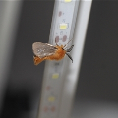 Lomera xanthochrysa at Uriarra, NSW - 24 Nov 2024