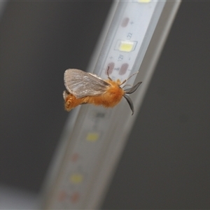 Lomera xanthochrysa at Uriarra, NSW - 24 Nov 2024