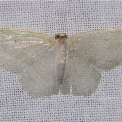 Poecilasthena thalassias (Sea-blue Delicate) at Sheldon, QLD - 14 Mar 2008 by PJH123