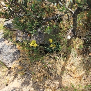 Bulbine glauca (Rock Lily) at Uriarra, NSW by VanceLawrence