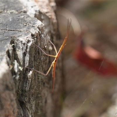 Unverified Stick insect (Phasmatodea) at Uriarra, NSW - 24 Nov 2024 by VanceLawrence