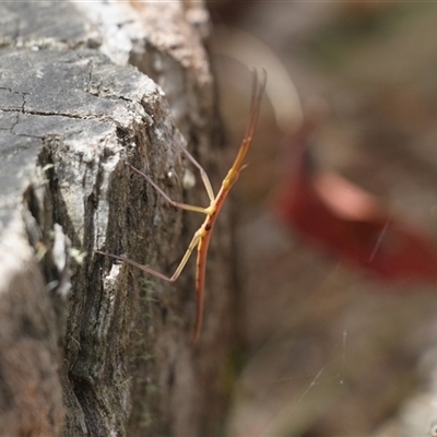 Unidentified Stick insect (Phasmatodea) at Uriarra, NSW - 23 Nov 2024 by VanceLawrence