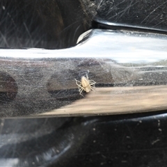 Oxyopes sp. (genus) (Lynx spider) at Uriarra, NSW - 24 Nov 2024 by VanceLawrence