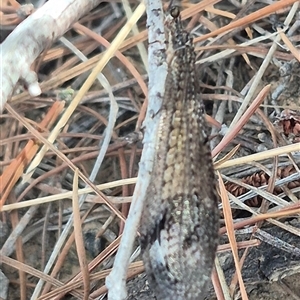 Austrogymnocnemia meteorica (An antlion) at Bungendore, NSW by clarehoneydove