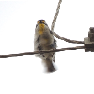 Pardalotus striatus at Mount Duneed, VIC - 24 Nov 2024 03:19 PM