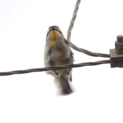 Pardalotus striatus (Striated Pardalote) at Mount Duneed, VIC - 24 Nov 2024 by WendyEM