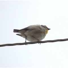 Pardalotus striatus at Mount Duneed, VIC - 24 Nov 2024 03:19 PM