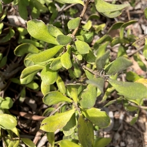 Persoonia rigida at Acton, ACT - 24 Nov 2024