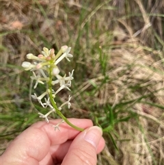 Stackhousia monogyna (Creamy Candles) at Acton, ACT - 24 Nov 2024 by Jenny54