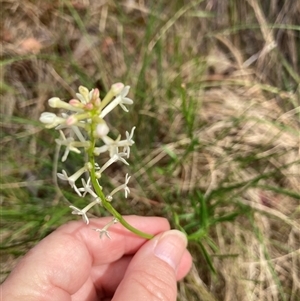 Stackhousia monogyna at Acton, ACT - 24 Nov 2024