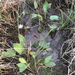 Alisma plantago-aquatica (Water Plantain) at Mitchell, ACT - 24 Nov 2024 by Woozlecat