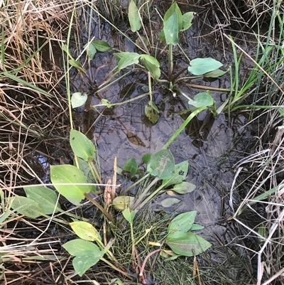 Alisma plantago-aquatica (Water Plantain) at Mitchell, ACT - 24 Nov 2024 by Woozlecat