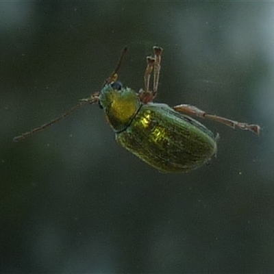 Edusella sp. (genus) at Freshwater Creek, VIC - 24 Nov 2024 by WendyEM