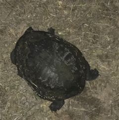 Chelodina longicollis (Eastern Long-necked Turtle) at Crace, ACT - 24 Nov 2024 by Woozlecat