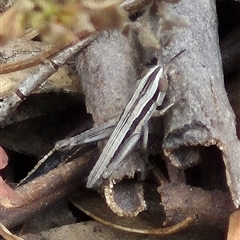 Macrotona sp. (genus) (Macrotona grasshopper) at Bungendore, NSW - 24 Nov 2024 by clarehoneydove