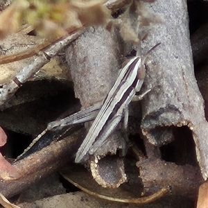 Macrotona sp. (genus) (Macrotona grasshopper) at Bungendore, NSW by clarehoneydove