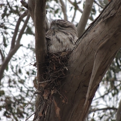 Podargus strigoides (Tawny Frogmouth) at Freshwater Creek, VIC - 24 Nov 2024 by WendyEM