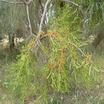 Amyema miquelii at Mount Duneed, VIC - 24 Nov 2024 by WendyEM