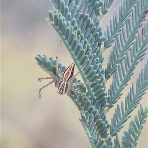 Oxyopes elegans at Bungendore, NSW - 24 Nov 2024